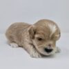 Daniel - Image 6