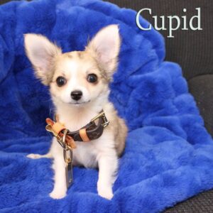Cupid