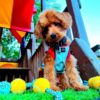ElmoBear - Image 4