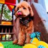ElmoBear - Image 3