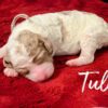 Tulip - Image 3