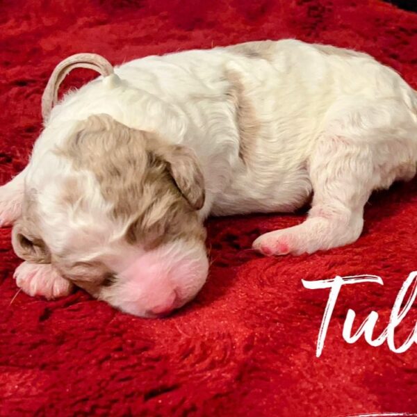 Tulip