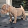 Zada - Image 2