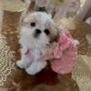 Lolita - Image 2