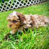Yodie - Image 8