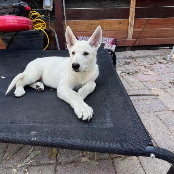 Zuko