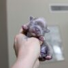 Pixie - Image 3